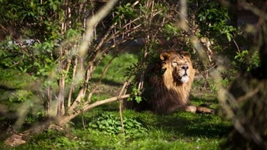 Chester Zoo