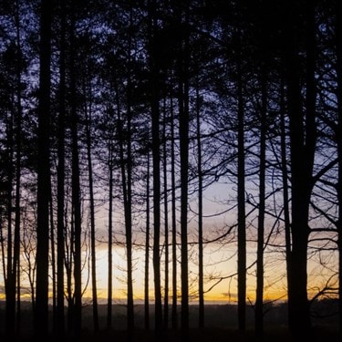 Cannock Chase Countryside, located in Cannock