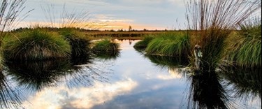 Nature Reserve near Drakelow, South Derbyshire
