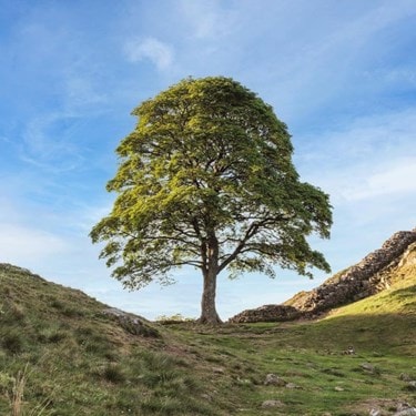 Sycamore Gap