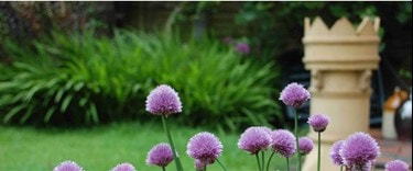 Chives in Moseley UK