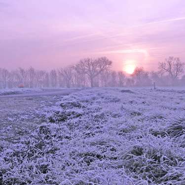 Winter scene Feature