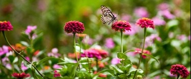 Butterfly farm in Warwick