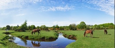 New Forest