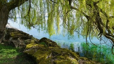 Beautiful hanging tree over the water