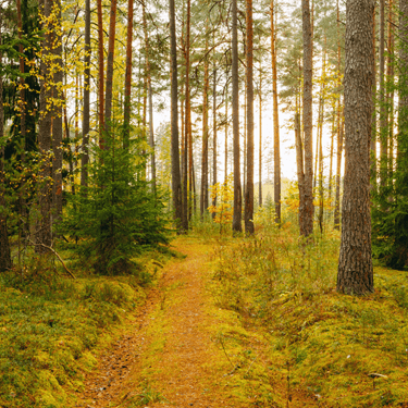 Oxshott Heath woodland trail surrounded by trees
