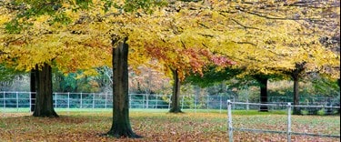 Harborne Park