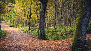 Oxshott Heath woodland trail surrounded by trees