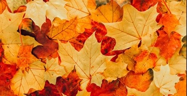 Autumn Hero 1