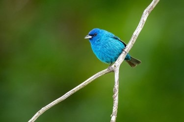 Blue Bird