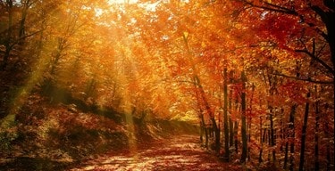 Autumn Hero2
