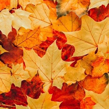 Autumn Feature 1