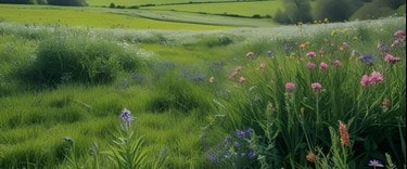 Stokes Field Nature Reserve - Thames Ditton