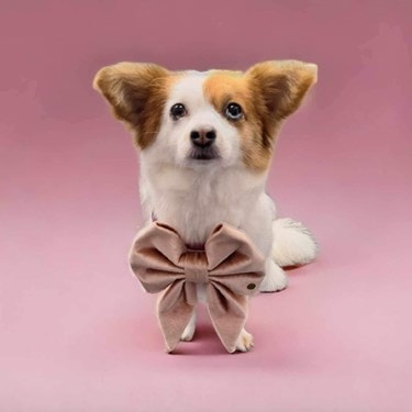 Bettie with bow