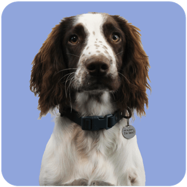 Bailey the Dog