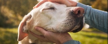 A dog being held by a carer in the garden