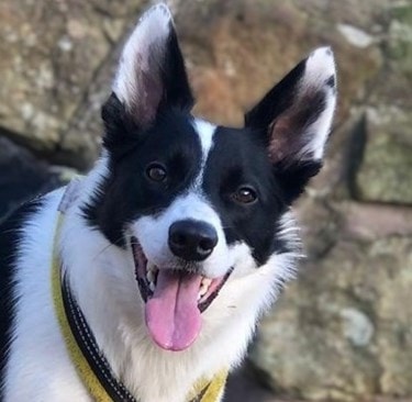Finn The Boy