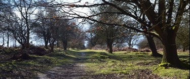 Nature Trail near Rugeley, Cannock Chase District, Staffordshire