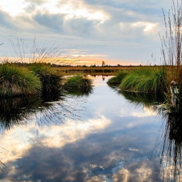 Nature Reserve near Drakelow, South Derbyshire