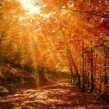 Autumn Feature 2