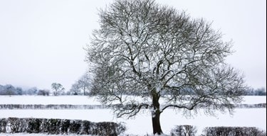Snowy rural scene with snow covered tree in Hitchin UK