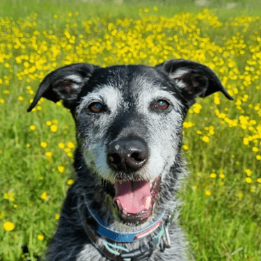 Robbie, Chief Happiness Officer
