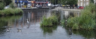 English village pond in Mitcham Surrey