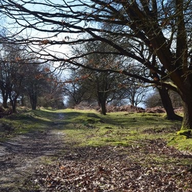 Nature Trail near Rugeley, Cannock Chase District, Staffordshire