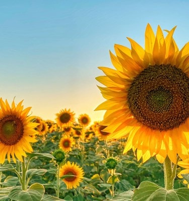 Dementia Sunflower
