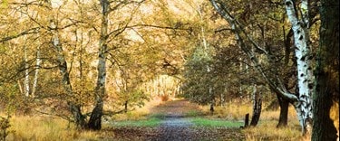 Wimbledon Common