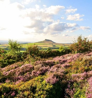 roseberry