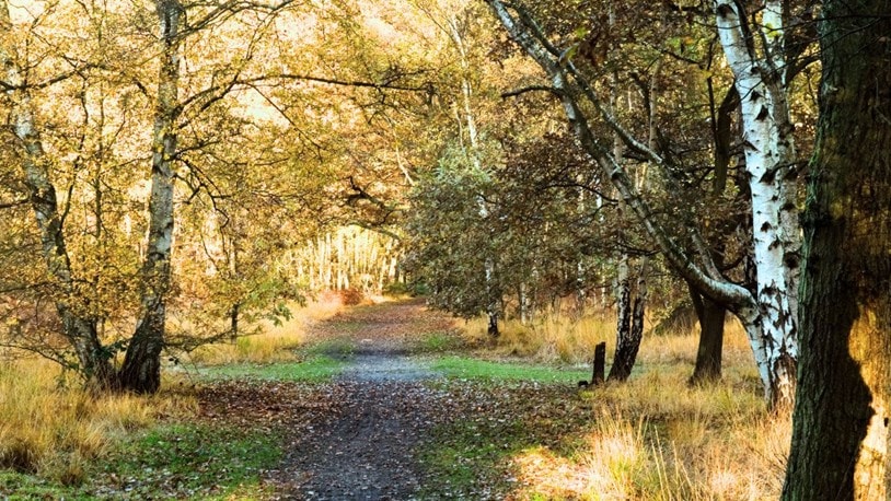 Wimbledon Common