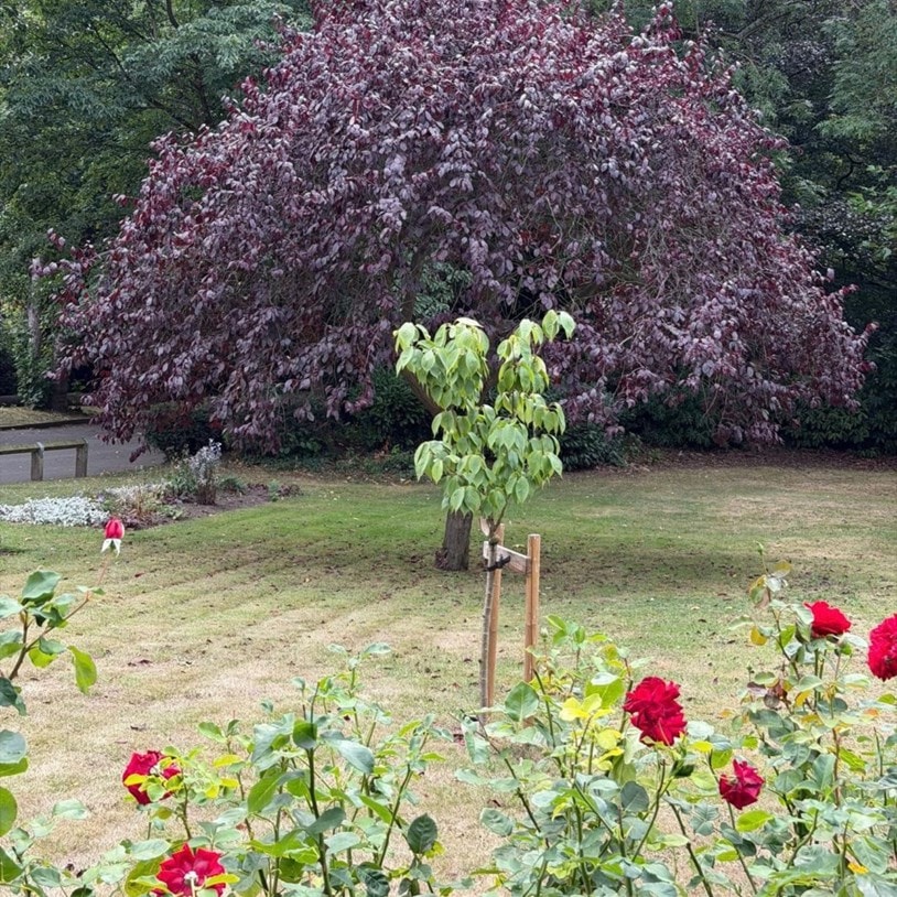 Queens Park, Glass Houghton