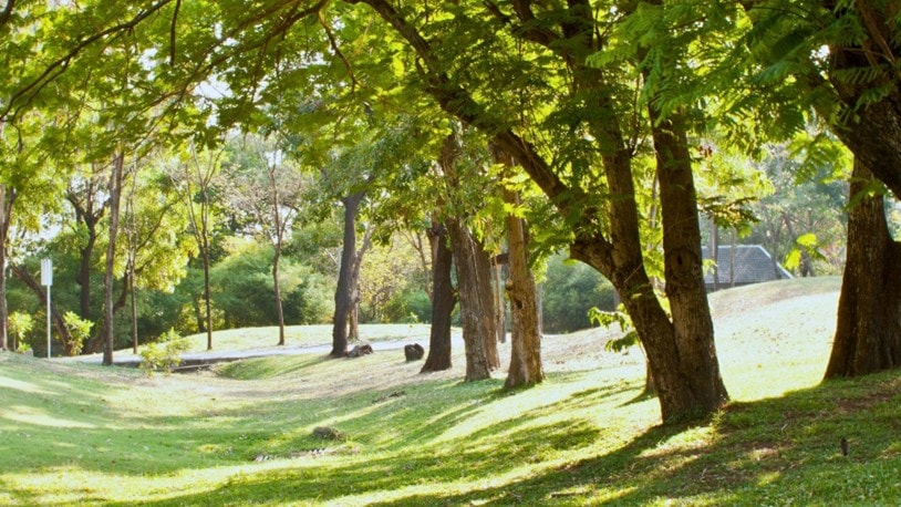 Walking path in the heathland of Wimbledon Common, London
