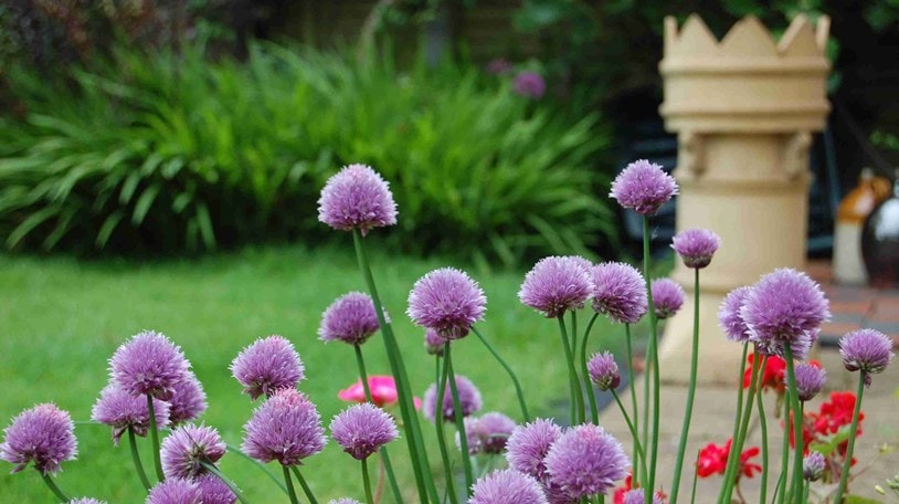 Chives in Moseley UK