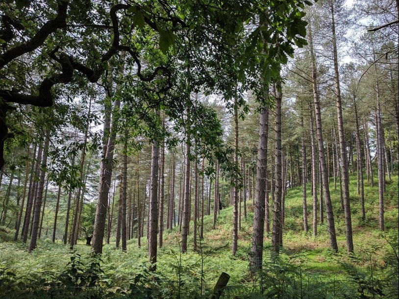Cannock Chase Countryside, located in Cannock
