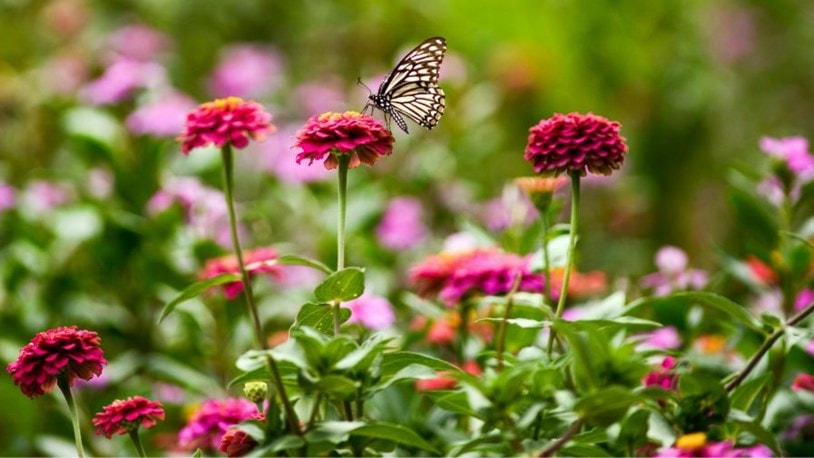 Stratford & Warwick butterfly farm