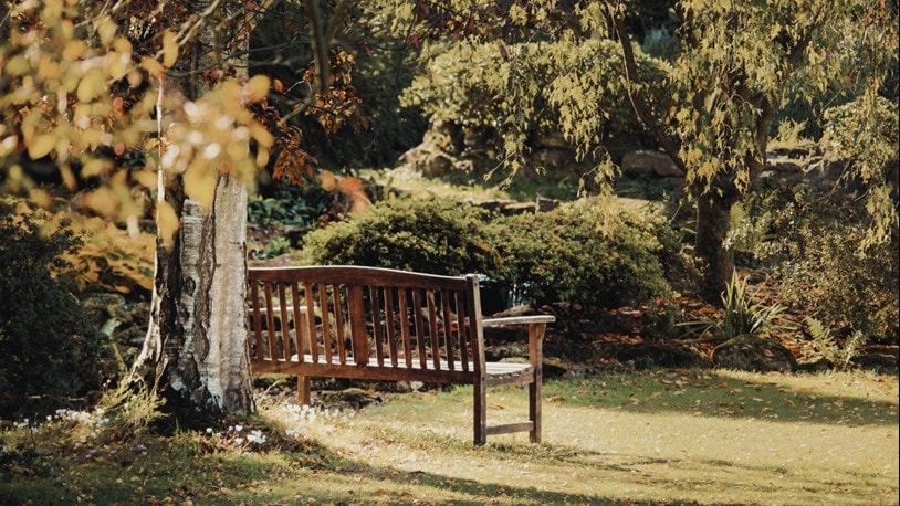 Park in Dulwich in Autumn with a bench by the tree
